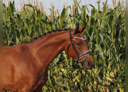 Oldenburger, Stute, 2 Jahre, 166 cm, Brauner