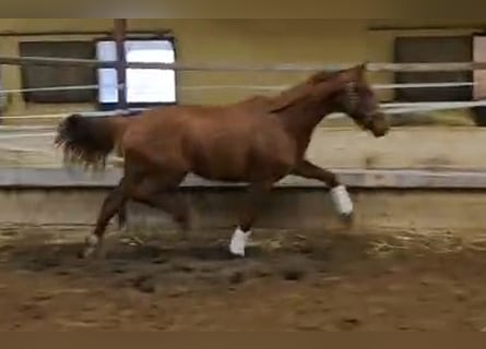 Oldenburger, Merrie, 2 Jaar, 167 cm