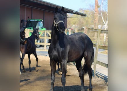 Oldenburger, Merrie, 2 Jaar, 168 cm, Zwart