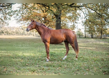 Oldenburger, Merrie, 2 Jaar, 169 cm, Donkere-vos