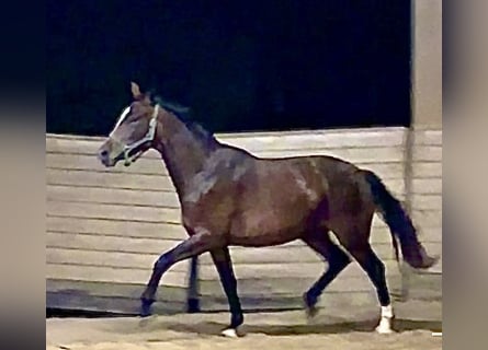 Oldenburger, Merrie, 2 Jaar, 170 cm, Donkerbruin