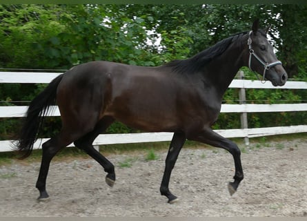 Oldenburger, Merrie, 2 Jaar, 174 cm, Zwartbruin