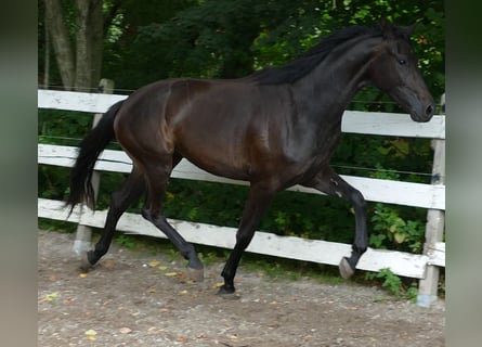 Oldenburger, Merrie, 2 Jaar, 174 cm, Zwartbruin