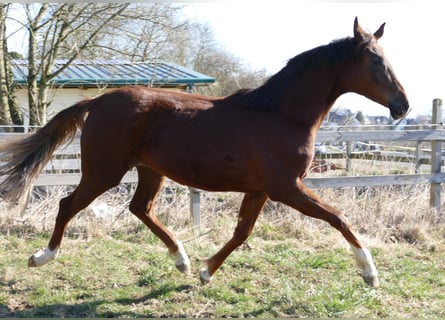 Oldenburger, Merrie, 2 Jaar, 175 cm, Donkere-vos