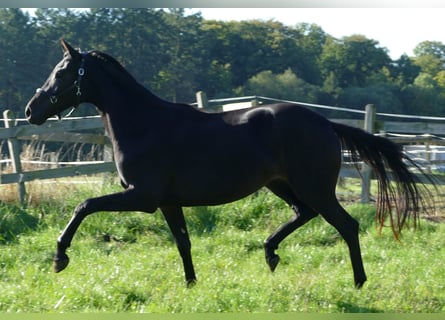 Oldenburger, Merrie, 2 Jaar, 175 cm, Zwart