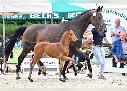 Oldenburger, Merrie, 2 Jaar