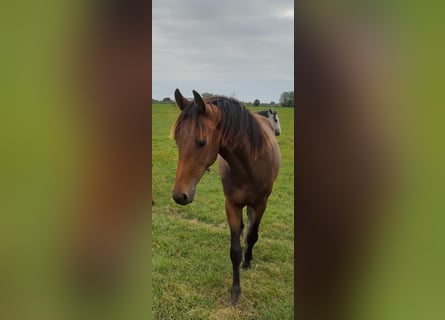 Oldenburger, Merrie, 2 Jaar