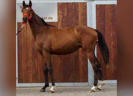 Oldenburger, Merrie, 2 Jaar