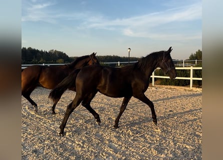 Oldenburger, Merrie, 2 Jaar, Zwart