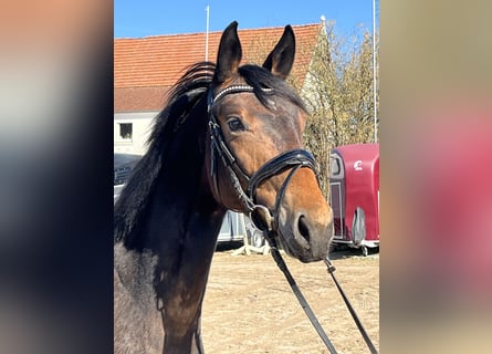 Oldenburger, Merrie, 3 Jaar, 160 cm, Donkerbruin