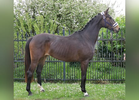 Oldenburger, Merrie, 3 Jaar, 163 cm