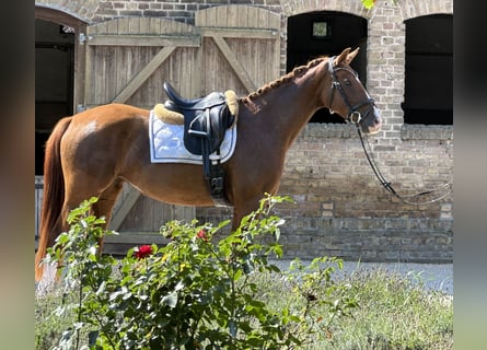 Oldenburger, Merrie, 3 Jaar, 163 cm, Vos