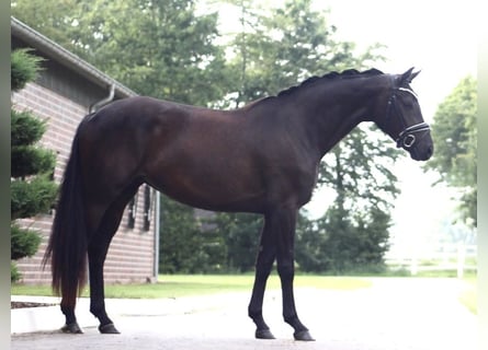 Oldenburger, Merrie, 3 Jaar, 163 cm, Zwart