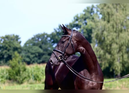 Oldenburger, Merrie, 3 Jaar, 164 cm, Zwart