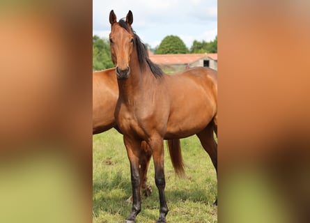 Oldenburger, Merrie, 3 Jaar, 165 cm, Bruin
