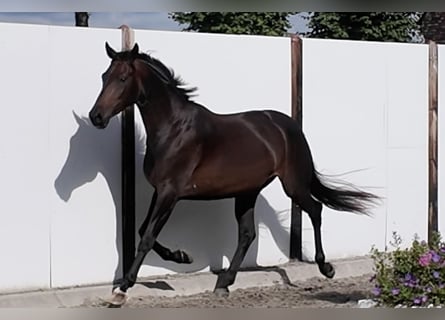 Oldenburger, Merrie, 3 Jaar, 165 cm, Bruin
