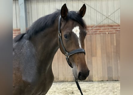 Oldenburger, Merrie, 3 Jaar, 165 cm, Donkerbruin