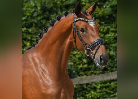 Oldenburger, Merrie, 3 Jaar, 165 cm