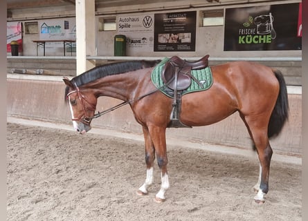 Oldenburger, Merrie, 3 Jaar, 165 cm, Roodbruin