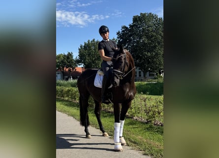 Oldenburger, Merrie, 3 Jaar, 165 cm, Zwart
