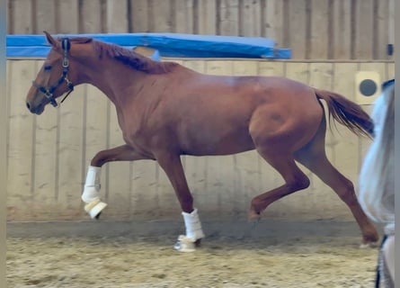 Oldenburger, Merrie, 3 Jaar, 166 cm, Vos