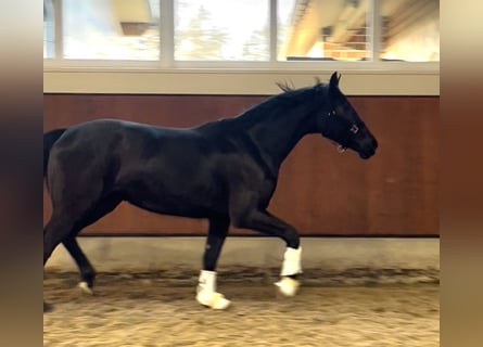 Oldenburger, Merrie, 3 Jaar, 166 cm, Zwart