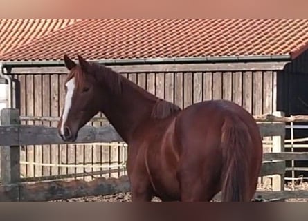 Oldenburger, Merrie, 3 Jaar, 167 cm, Donkere-vos