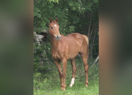 Oldenburger, Merrie, 3 Jaar, 167 cm, Donkere-vos