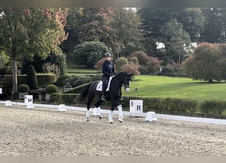 Oldenburger, Merrie, 3 Jaar, 167 cm