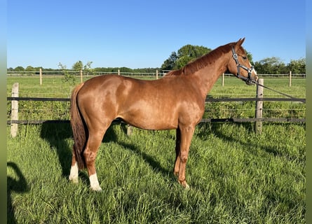 Oldenburger, Merrie, 3 Jaar, 167 cm, Vos