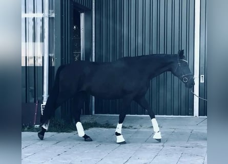 Oldenburger, Merrie, 3 Jaar, 170 cm, Zwart