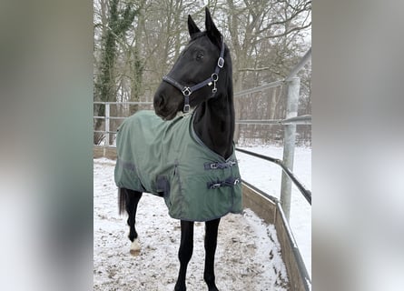 Oldenburger, Merrie, 3 Jaar, 170 cm, Zwart