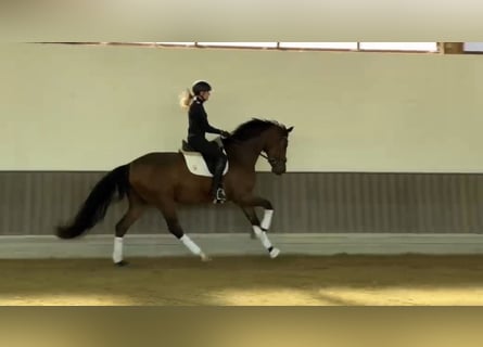 Oldenburger, Merrie, 3 Jaar, 171 cm, Bruin