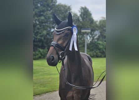 Oldenburger, Merrie, 3 Jaar, 171 cm, Donkerbruin