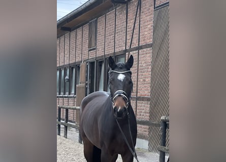 Oldenburger, Merrie, 3 Jaar, 171 cm, Zwartbruin