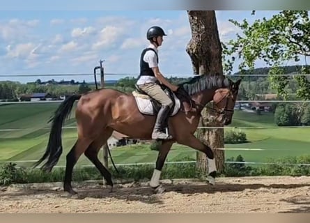 Oldenburger, Merrie, 3 Jaar, 173 cm, Bruin