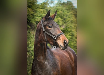 Oldenburger, Merrie, 3 Jaar, 174 cm, Bruin