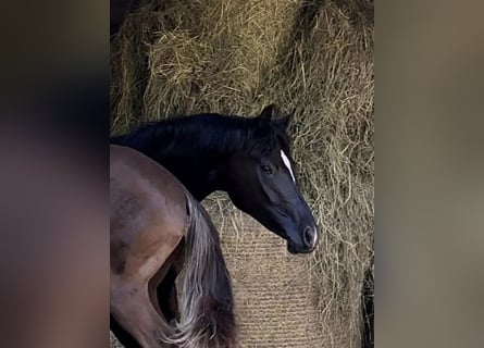 Oldenburger, Merrie, 3 Jaar, Zwart