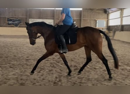 Oldenburger, Merrie, 4 Jaar, 158 cm, Vos