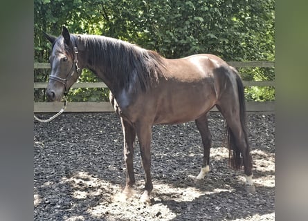 Oldenburger, Merrie, 4 Jaar, 158 cm, Zwart