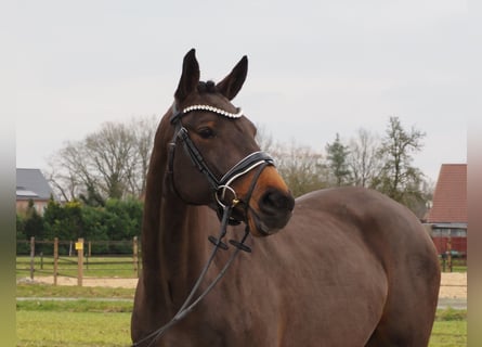 Oldenburger, Merrie, 4 Jaar, 160 cm, Donkerbruin