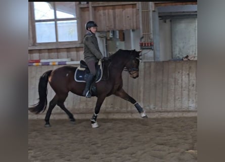 Oldenburger, Merrie, 4 Jaar, 161 cm, Brauner