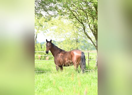 Oldenburger Mix, Merrie, 4 Jaar, 161 cm, Bruin