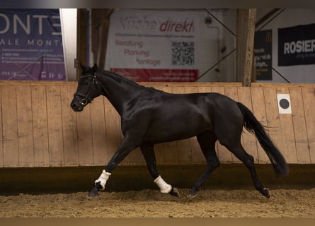 Oldenburger, Merrie, 4 Jaar, 161 cm, Zwart