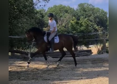 Oldenburger, Merrie, 4 Jaar, 162 cm, Brauner