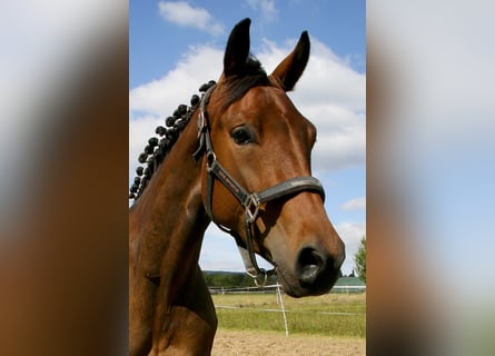 Oldenburger, Merrie, 4 Jaar, 162 cm, Bruin