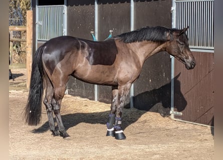 Oldenburger, Merrie, 4 Jaar, 162 cm, Zwart