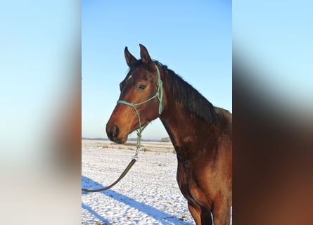 Oldenburger, Merrie, 4 Jaar, 163 cm, Bruin