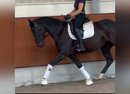 Oldenburger, Merrie, 4 Jaar, 163 cm, Zwart