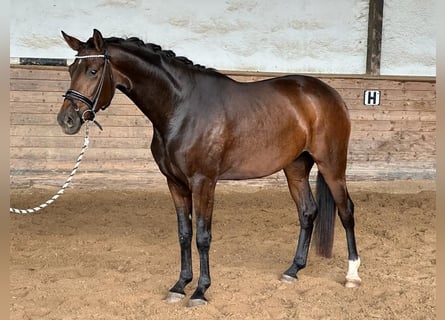 Oldenburger, Merrie, 4 Jaar, 165 cm, Bruin